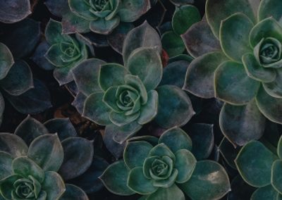 Lorem Ipsum